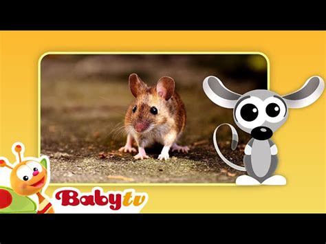 Mice | Fun with Animals | BabyTV - Videos For Kids