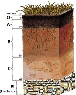 Soil Science Lesson for Kids - Lesson | Study.com