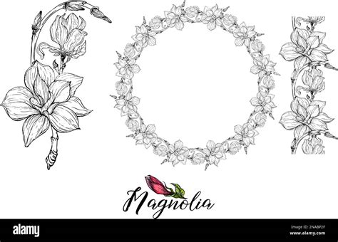Set of vector flower arrangements with Magnolia flowers. Delicate ...