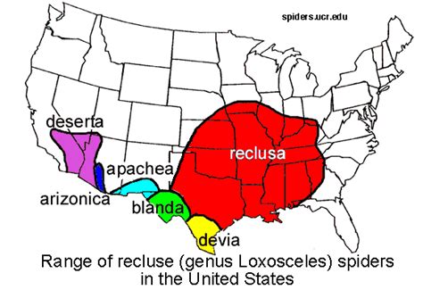 Brown Recluse Spider: Range Could Expand in N. America With Changing Climate