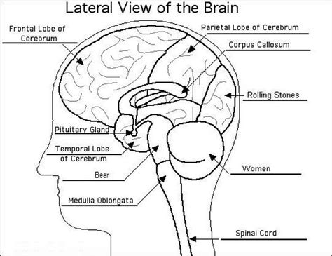 Labeling The Brain Worksheets