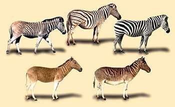 How a Zebra Lost its Stripes: Rapid Evolution of the Quagga | Zebra, Zebras, Plains zebra