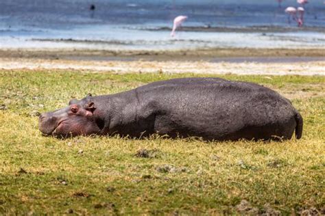 1,300+ Hippopotamus Eating Stock Photos, Pictures & Royalty-Free Images ...