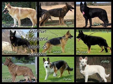 German Shepherd Colors and Patterns | Pastore tedesco, Pastori tedeschi, Pastore