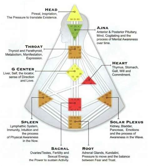 Body Working & Chakras | Human design system, Human design, Healing codes