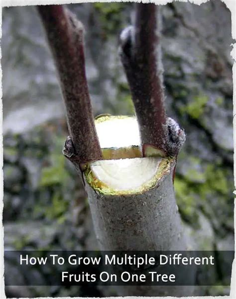 How To Grow Multiple Different Fruits On One Tree - SHTF & Prepping Central