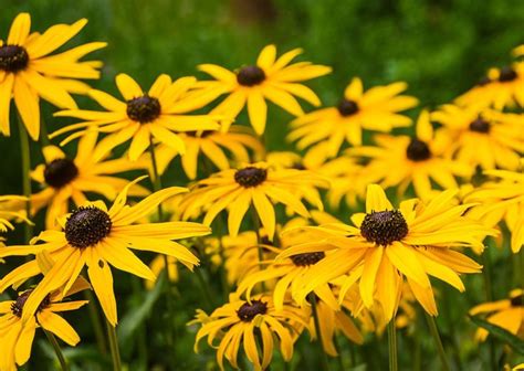 430 seeds black eyed susan yellow, easy to grow #IEB2