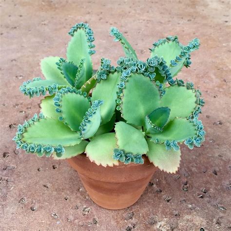 Succulent Plants @succulentsssss % #kalanchoe 💚 Photo by @anamarsh ...