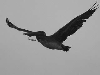 Pelicans and Fishing Gear Don't Mix :( | I don't like postin… | Flickr