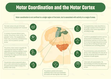 Motor Coordination & the Brain - Maze Engineers