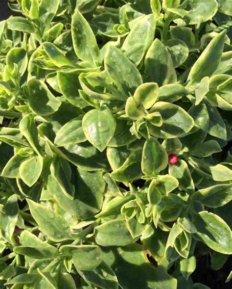 Growing Purslane In Containers - Pots at Home | Gardening Tips