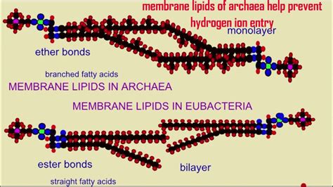 Acidophiles:Living in acid! - Quest