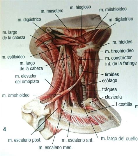 Musculos cuello | Anatomia musculos, Anatomia cabeza y cuello, Músculos ...