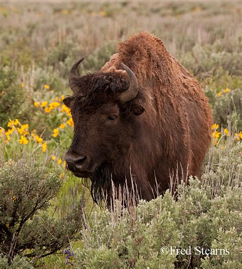 BISON, GRAND TETONS NATIONAL PARK - ANTELOPE FLATS ROAD - BISON - STEARNS PHOTOGRAPHY ...