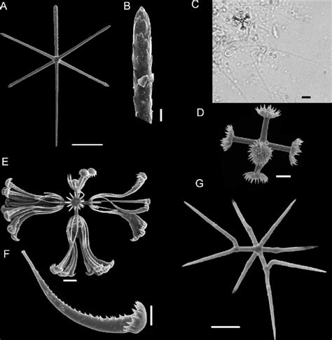 Euplectella sanctipauli sp. nov. spicules. (A) Dermal/atrial hexactin ...
