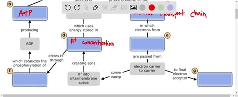 Oxidative Phosphorylation Diagram Mastering Biology