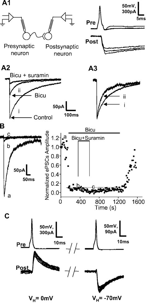 Concurrent perforated patch-clamp recordings from connected pairs of... | Download Scientific ...