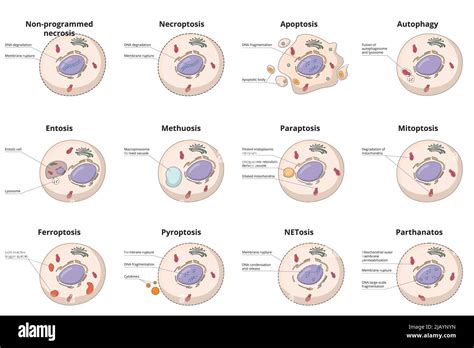 Cell death types: general differences between cell death processes, including common necrosis ...