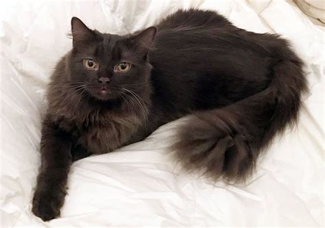 York Chocolate Cat Breed Facts & Info - Animal Corner