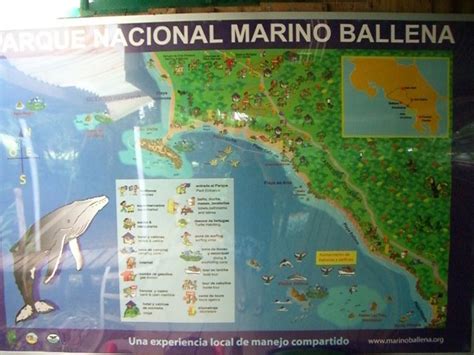 Explore the Wonders of Ballena National Marine Park - Javi's Travel Blog - Go Visit Costa Rica