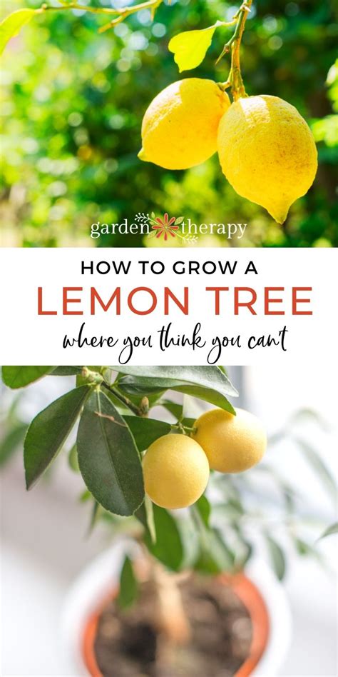 Yes! You CAN Grow a Lemon Tree - Garden Therapy