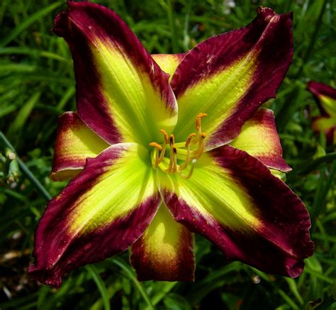 Dignified Moon Pies: Daylilies Buy George Open House