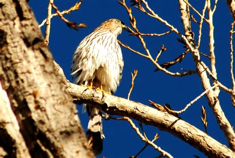 coopers-hawk-3 | Backyard Birding Paradise