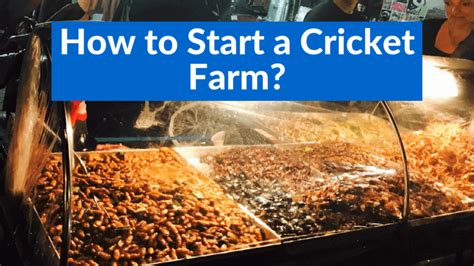 How to Start a Cricket Farm? Tutorial 1 - CricketInsect.com