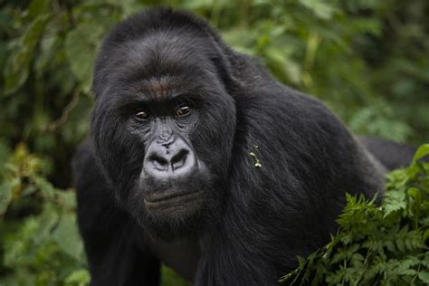 26 Congo Apes Recovered In Zimbabwe, 4 Men Arrested – The Zimbabwe Mail