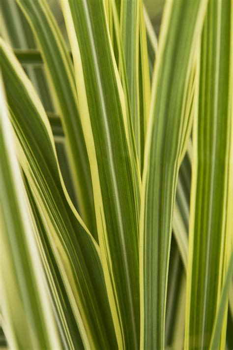 Variegated Japanese Silver Grass - Pahl's Market - Apple Valley, MN