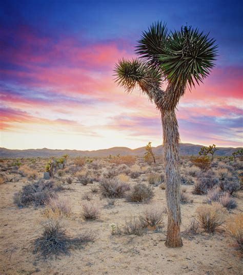 Sunset in the Mojave Desert | This image was made by merging… | Flickr