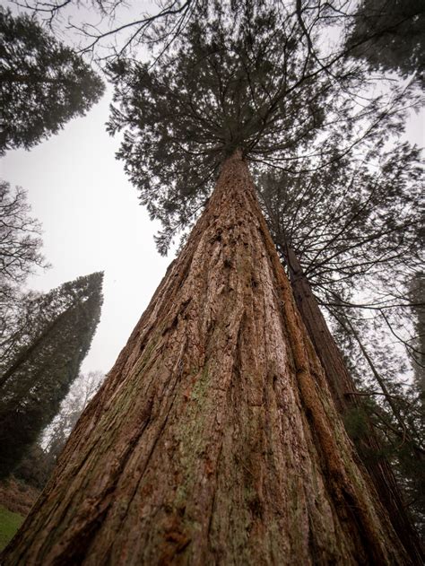 Giant redwoods: World’s largest trees 'thriving in UK' - BBC News