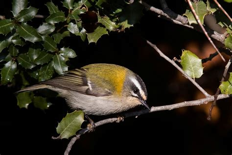 Common Firecrest | Greek Nature Encyclopedia