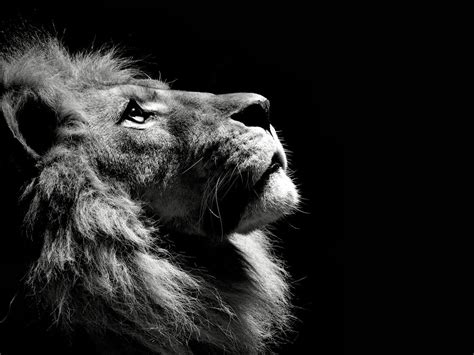 Lion Pride Wallpapers - Wallpaper Cave