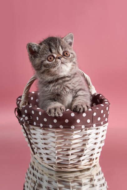 210+ Persian Kitten In A Basket Stock Photos, Pictures & Royalty-Free Images - iStock