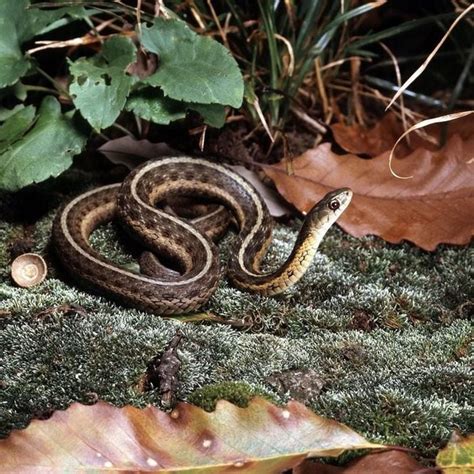 Snakes of Ohio: Identifying all 25 species (slideshow) - cleveland.com