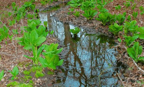 Is Skunk Cabbage Edible? Is Skunk Cabbage Safe To Eat? - The Hiking ...