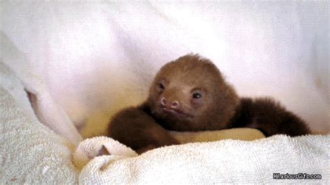 Pondering Sloth GIFs - Find & Share on GIPHY