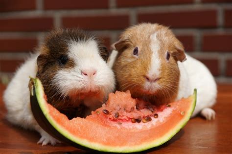 Guinea Pig Diet Tips - BarkAndSqueak.com