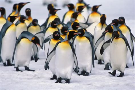 Do Penguins Have Feathers - Here is Your Answer