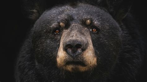 Secret Lives of City Bears: Adapting to Urban Jungles - Weird Animal News