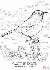 Arizona State Bird Coloring Page Free Printable Pag sketch template