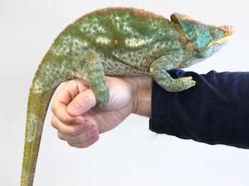 The Largest Chameleons