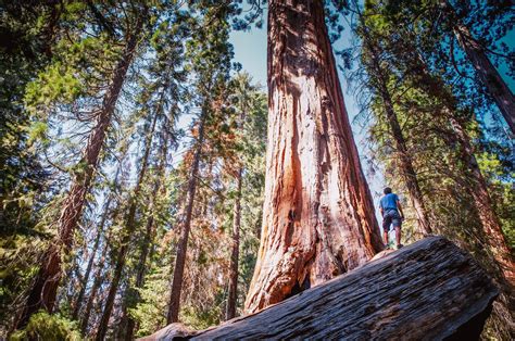 Ancient Redwood Trees Are Burning In California - CleanTechnica