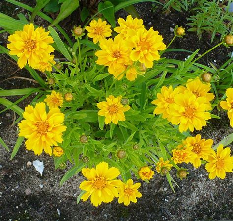 Photo of the entire plant of Bigflower Coreopsis (Coreopsis 'Early ...