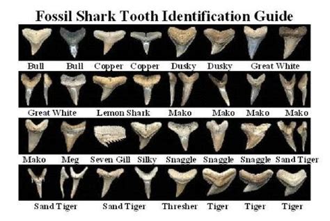 17+ images about Shark Teeth World on Pinterest | Hunt's, Venice beach and Megalodon shark