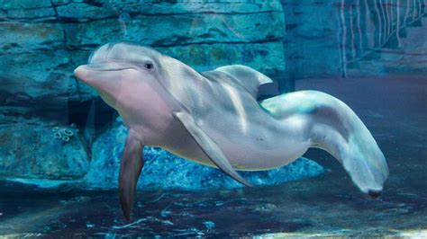 Clearwater Marine Aquarium, Clearwater - Book Tickets & Tours