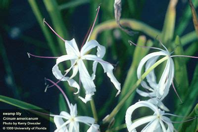 Swamp Lily - University of Florida, Institute of Food and Agricultural Sciences