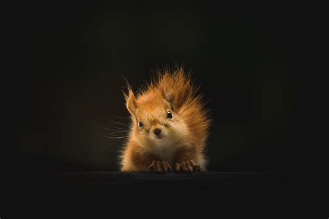 Brown squirrel poster, Squirrel, Animal, Fluffy HD wallpaper ...