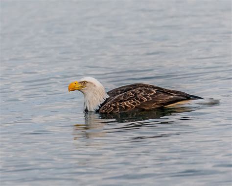 Free Images : sea, bird, wing, explore, wildlife, beak, fauna, swimming ...